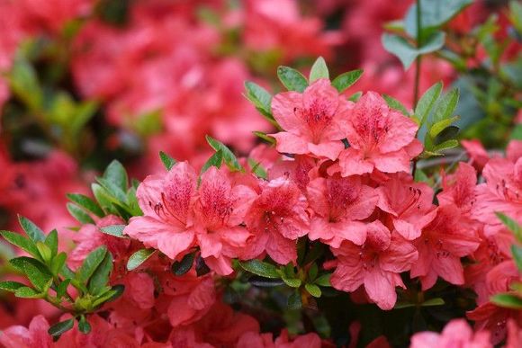 Pinkfarbener Rhododendron
